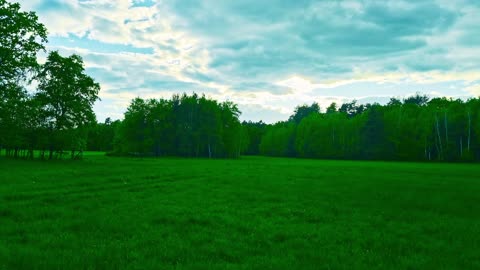 Green Radio: 24/7 Concert of Birds and Nature Sounds