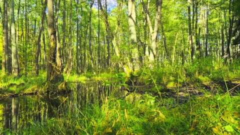 Green Radio: 24/7 Concert of Birds and Nature Sounds