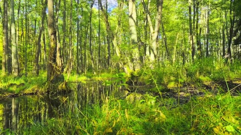 Green Radio: 24/7 Concert of Birds and Nature Sounds