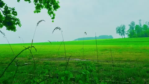 Green Radio: 24/7 Concert of Birds and Nature Sounds