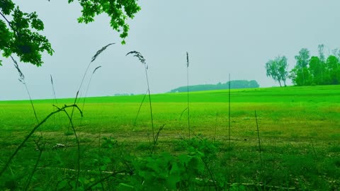 Green Radio: 24/7 Concert of Birds and Nature Sounds