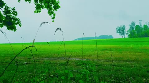 Green Radio: 24/7 Concert of Birds and Nature Sounds