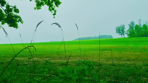 Green Radio: 24/7 Concert of Birds and Nature Sounds