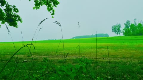 Green Radio: 24/7 Concert of Birds and Nature Sounds