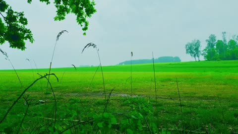 Green Radio: 24/7 Concert of Birds and Nature Sounds