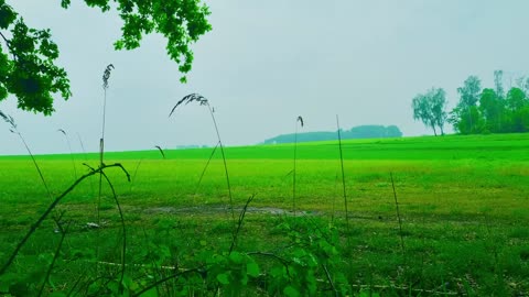 Green Radio: 24/7 Concert of Birds and Nature Sounds