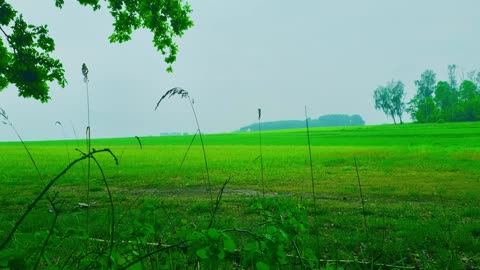 Green Radio: 24/7 Concert of Birds and Nature Sounds