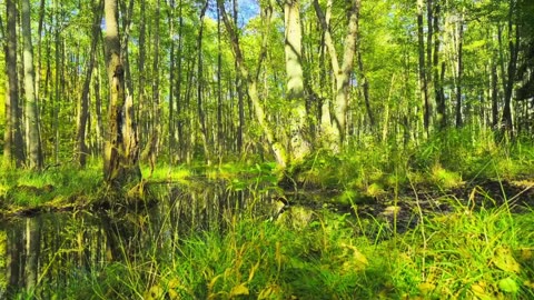 Green Radio: 24/7 Concert of Birds and Nature Sounds