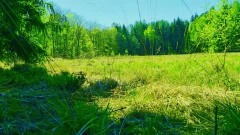Green Radio: 24/7 Concert of Birds and Nature Sounds