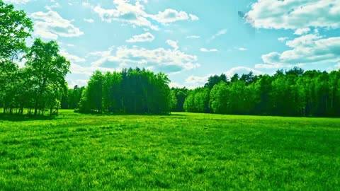 Green Radio: 24/7 Concert of Birds and Nature Sounds