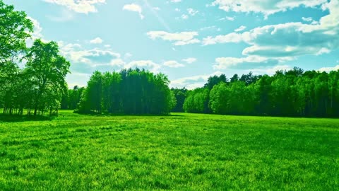 Green Radio: 24/7 Concert of Birds and Nature Sounds
