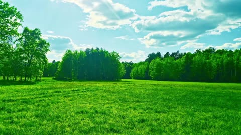 Green Radio: 24/7 Concert of Birds and Nature Sounds