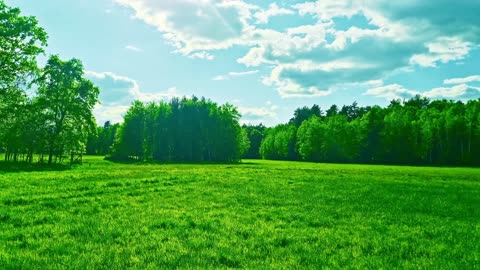 Green Radio: 24/7 Concert of Birds and Nature Sounds