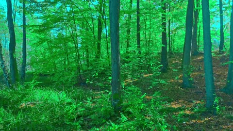Green Radio: 24/7 Concert of Birds and Nature Sounds