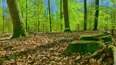 Green Radio: 24/7 Concert of Birds and Nature Sounds