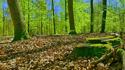 Green Radio: 24/7 Concert of Birds and Nature Sounds