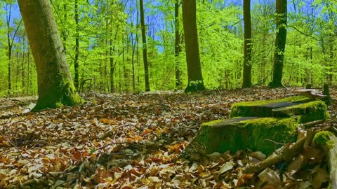 Green Radio: 24/7 Concert of Birds and Nature Sounds