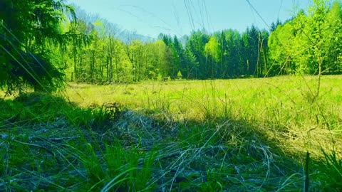 Green Radio: 24/7 Concert of Birds and Nature Sounds