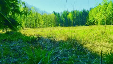 Green Radio: 24/7 Concert of Birds and Nature Sounds