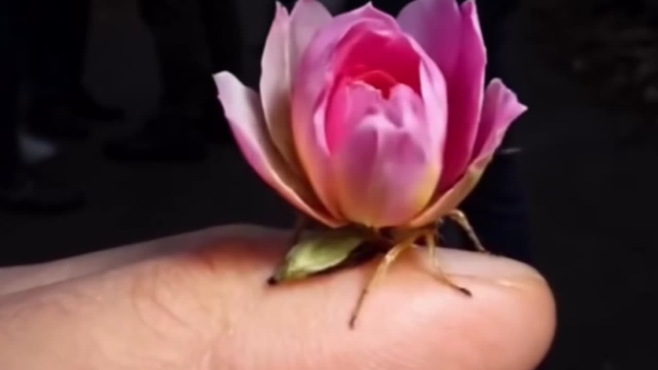 How to make tik tok funny shorts viral video