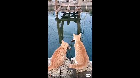 🐈 video short