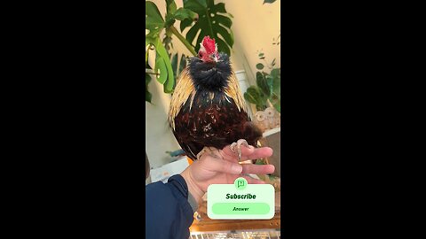 beautiful hen