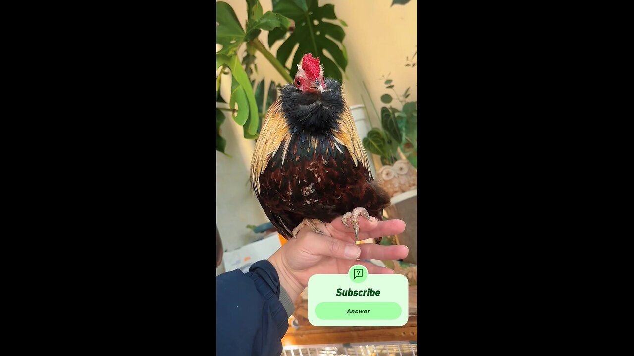 beautiful hen