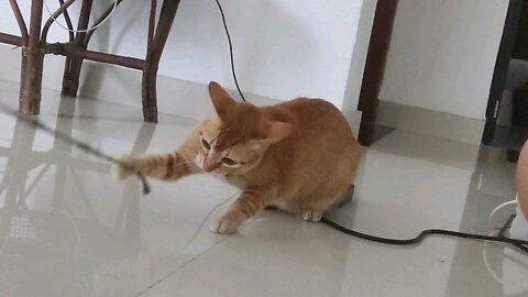 My Ginger Cat Play Time