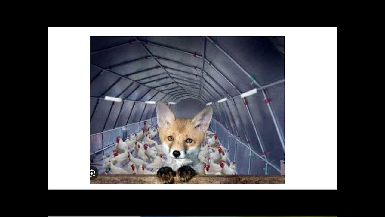 Foxes in the Longhouse Jul 20 2023