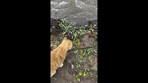 Cat in nature.