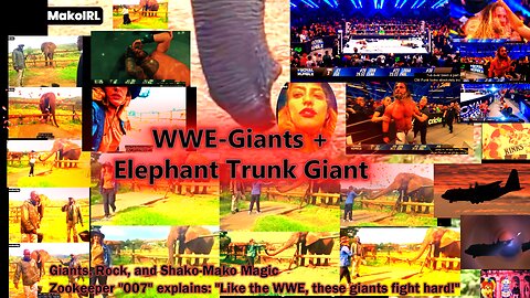 WWE-Giants . rock and ShakoMako magic SA . Elephant Trunk Giant