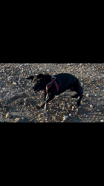 Pup hilariously loses his mind on first visit to beach