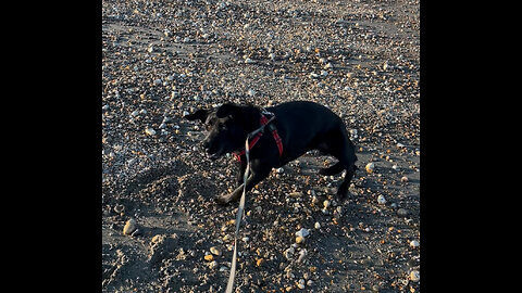 Pup loses his mind on first visit to Beach!