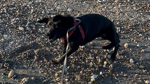 Pup hilariously loses his mind on first visit to beach
