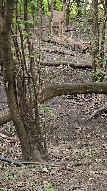 In the Deer's Woodland Living Room