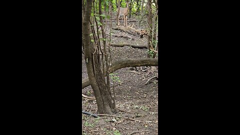 In the Deer's Woodland Living Room