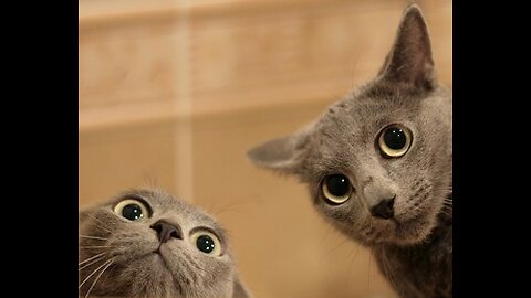 That Last Look Took My Breath Away! 😻cernylc #cat #cats #cat #catshorts #catshorts