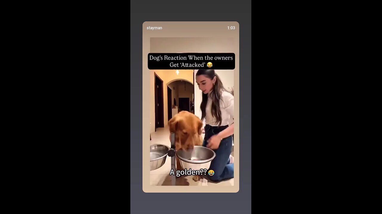 Dog's Reaction When the owners Get Attacked 🤣🤣🤣🤣#dogreaction #funnydog
