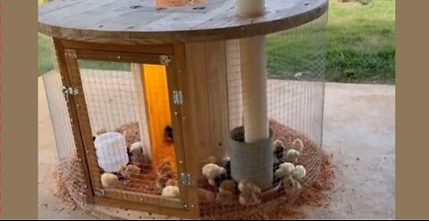 “I Turned This Trash Into a Chicken Mansion”