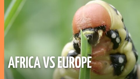 Where AFRICA Meets EUROPE in the ALPS! 🗺️ | Full Documentary