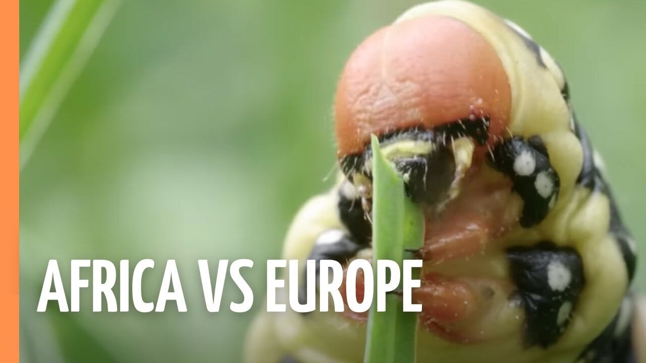 Where AFRICA Meets EUROPE in the ALPS! 🗺️ | Full Documentary