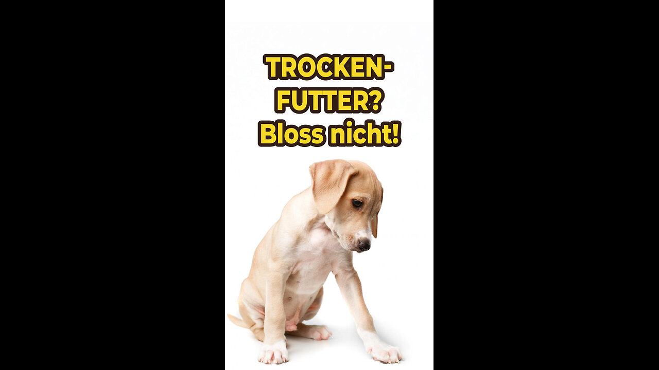 Hunde würden niemals Trockenfutter kaufen