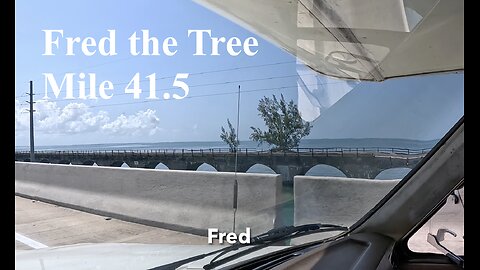 Fred the Tree Florida Keys