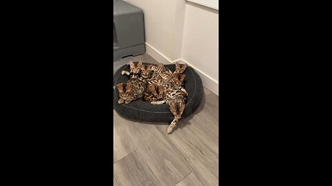 Lovely cutties enjoying their time