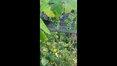 Grapes In August ~ Canada