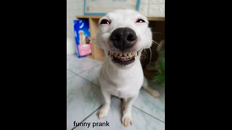 funny dog prank