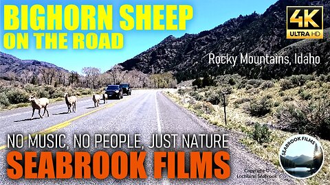 Bighorn Sheep on the Road