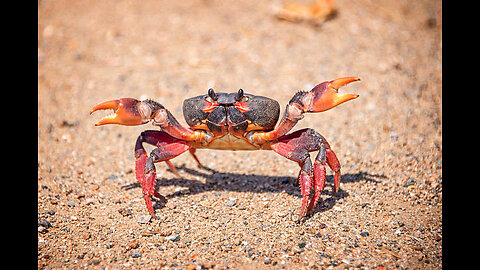 Crabs