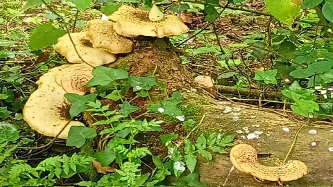 #foraging , #mushrooms , #edible , but contamintaed,