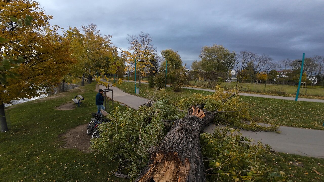 Fallen Tree, 28.10.2025 [B] Alte Donau